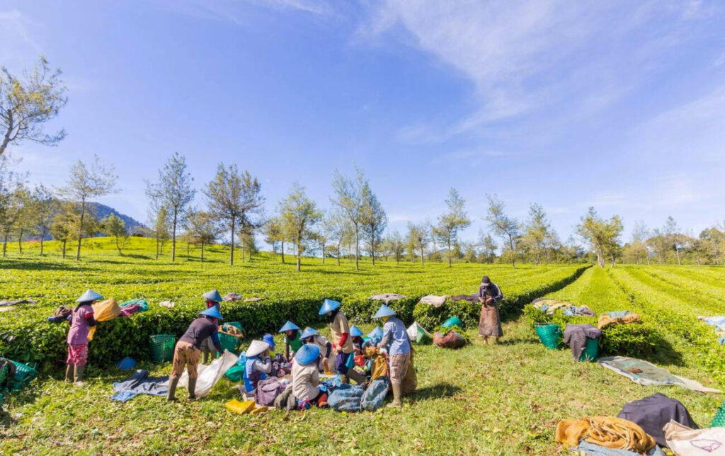 Pangalengan Tea Estate